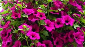 &quot;Flower Delivery Brunswick Ohio
